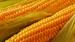 Фото 13. Закупаем Урожай кукурузы