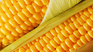 Фото 3. Закупаем Урожай кукурузы