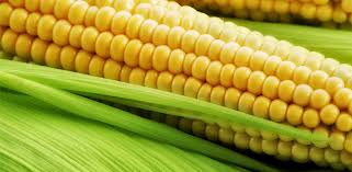 Фото 4. Закупаем Урожай кукурузы