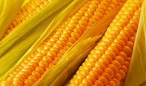 Фото 5. Закупаем Урожай кукурузы