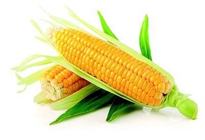 Фото 8. Закупаем Урожай кукурузы