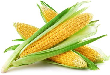 Фото 9. Закупаем Урожай кукурузы