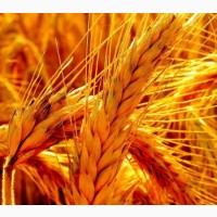 КУПЛЮ Пшеницю (3 клас) на Ізмаїл (з білком 11, 5-12%)