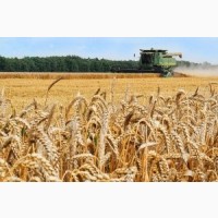 Закуповуємо фуражну пшеницю