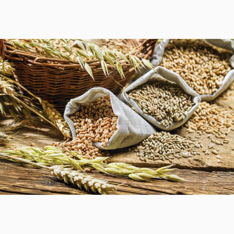 Лен овес. Зерновые культуры. Зерновые и масличные культуры. Пшеница зерно. Хлебный злак.