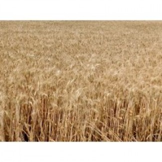 Продам насіння озимої пшениці - Щедрість одеська