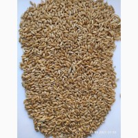 Продам пшеницу яровую твёрдую (дурум, Tríticum dúrum )-450т