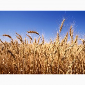 Агрофірма постійно закуповує у сільгоспвиробників пшеницю не Стандартну