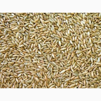Продам жито органічне