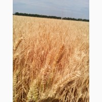 Продам насіння озимої пшениці - Житниця одеська