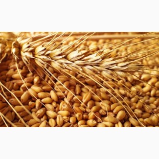 Компанія постійно закуповує у сільгоспвиробників Пшеницю з Домішкою Ячменю