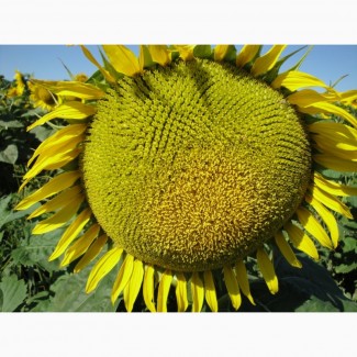 Український F1 (105 – 108 дн) насіння соняшника