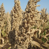 Семена зернового сорго Зуни, Зуні, 65-80 дней