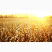Закуповуємо у сільгоспвиробників зерновідходи пшениці