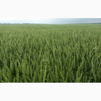 Посівний матеріал озимої пшениці (1 реп., еліта, с./еліта)