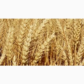 Продам пшеницю 3 кл. на експорт