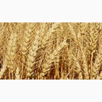 Продам пшеницю 2/3 кл. на експорт