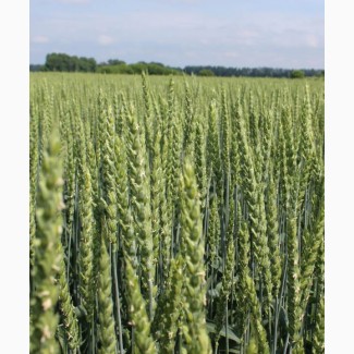 Продам насіння озимої пшениці - Богемія