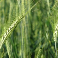 Насіння озимої пшениці Сталева