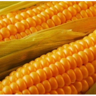 Семена кукурузы гибрид Манифик ФАО 300