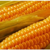 Семена кукурузы гибрид Манифик ФАО 300