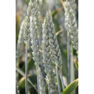 Продам насіння озимої пшениці - Артист