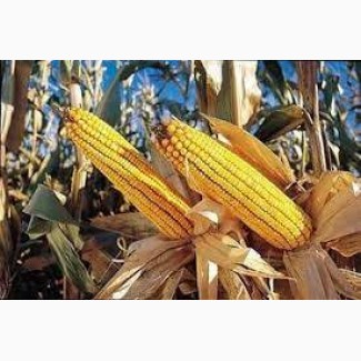 Семена кукурузы ДКС 4178 ФАО 330 (DKC 4178) цена за мешок