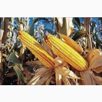 Семена кукурузы ДКС 4178 ФАО 330 (DKC 4178) цена за мешок