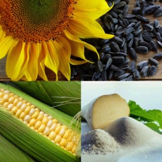 Пропонуємо високоврожайний гібрид кукурудзи ВН 6763 (ФАО 320)