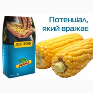 Насіння кукурудзи ДКС 4590 ФАО 360 ціна за мішок