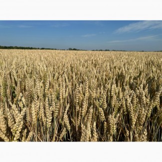Продаємо насіння озимої пшениці ЮЛІЯ