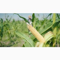 Семена кукурузы ДКС 4408 ФАО 340 (DKC 4408) цена за мешок