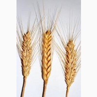 Семена озимой пшеницы ИРИШКА
