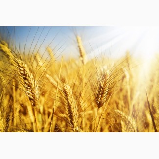 Велика компанія на вигідних умовах закуповує пшеницю