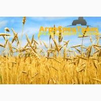 Оренда комбайнів, збирання урожаю зернових, Україна