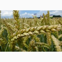 Сильна пшениця Мелодія Одеська