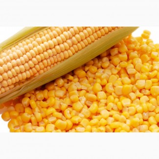 Куплю кукурузу, зерна кукурузы