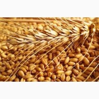 Семена пшеницы РАННЯЯ 93 элита 1 репрод