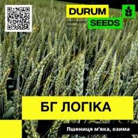 Пшениця м#039;яка, озима - BG Logika / БГ Логіка (Durum Seeds)