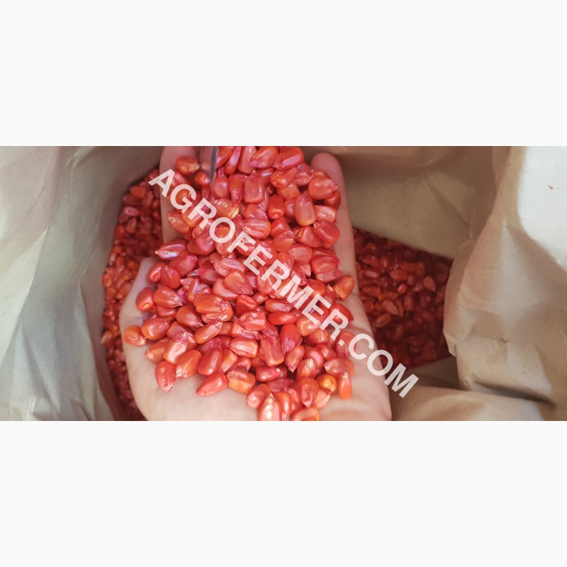 Фото 14. Семена кукурузы CORBIN FS - 899 ФАО Канадский трансгенный гибрид