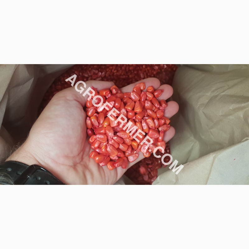 Фото 5. Семена кукурузы CORBIN FS - 899 ФАО Канадский трансгенный гибрид