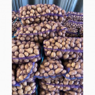 Продаю якісну товарну картоплю сорту Королева Анна від виробника з господарства