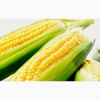 Семена кукурузы Солонянский 298 СВ- ФАО 290-высокая устойчивость к засухе