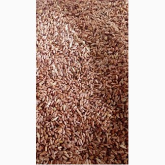 Зерносмесь: пшеница, эспарцет в мешках