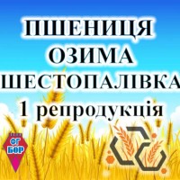 Насіння озимої пшениці ШЕСТОПАЛІВКА 1 репродукція ФГ БОР