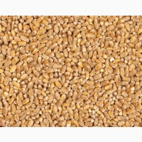 Крупа пшенична ціле зерно Кутя ОПТ