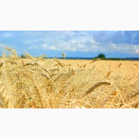 Семена пшеницы озимой Зира Элита, 80-100 ц/га