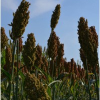 Семена зернового сорго Таргга, TARGGA, 115-120 дней