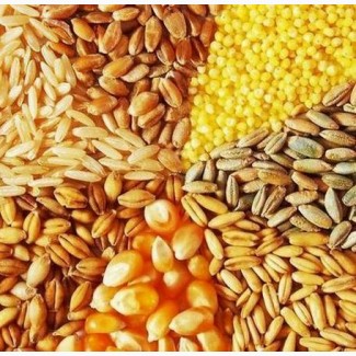 Продажа зерновых: пшеница, кукуруза, ячмень