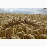 Семена озимой пшеницы ЗОЛОТОКОЛОСАЯ